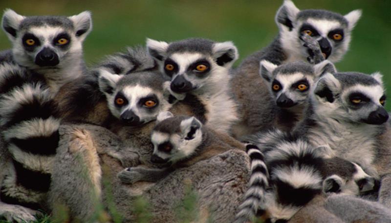 Lemuri, i simpatici abitanti del Madagascar Lemuri, i simpatici abitanti del Madagascar